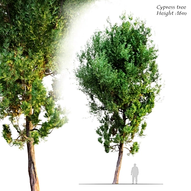 Classic Cypress Tree - 16m 3D model image 1 