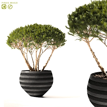 Mountain Pine in Flower Pots | Pinus Mugo 3D model image 1 