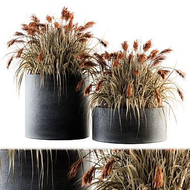  Vibrant Indian Grass Indoor Plant Set 3D model image 1 