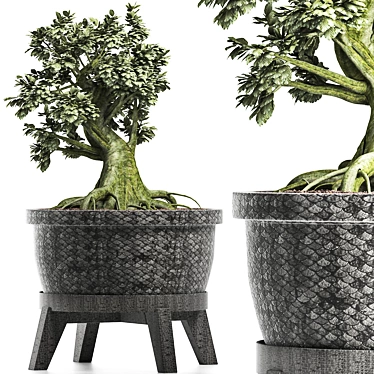 Sageretia Theezans: Mini Bonsai for Your Zen Space 3D model image 1 