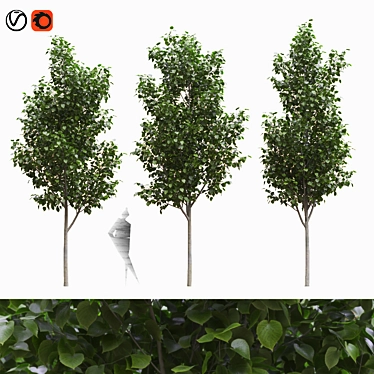 American Linden Trees Set 3D model image 1 