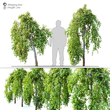 Pair of Petite Weeping Trees 3D model image 1 