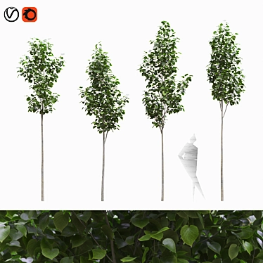 American Linden Tree Set (4-Pack) 3D model image 1 