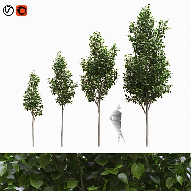 American Linden Tree Kit: Young & Realistic 3.2m - 5.9m 3D model image 1 