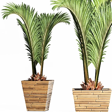 Tropical Plants Collection: Areca, Chamaedorea, Chrysalidocarpus, Howea, Rhapis 3D model image 1 