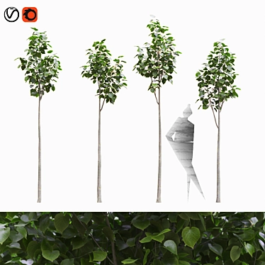 American Linden Tree Set - 4 Young Tilia Americana 3D model image 1 