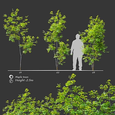 Three Young Maple Trees - 2.5m Height 3D model image 1 