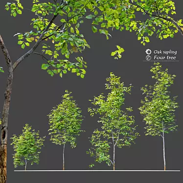 Mighty Oak Saplings Bundle 3D model image 1 