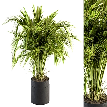 Tropical Oasis Indoor Plant Set 3D model image 1 