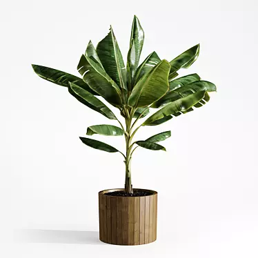 Tropical Joy: Banana Palm in Pot 3D model image 1 
