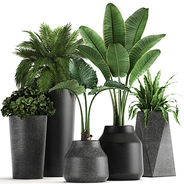 Exotic Plant Collection | Banana Palm, Ravenala, Strelitzia | Black Pots 3D model image 1 