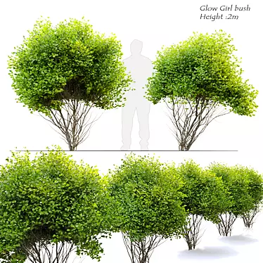 Radiant Spirea Bush: Double the Glow! 3D model image 1 