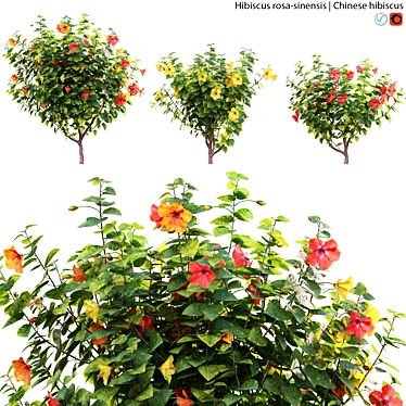 Archive Set: Chinese Hibiscus 3D Models 3D model image 1 