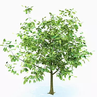 Youthful Oak: 3D Model with High Polygon Count 3D model image 1 