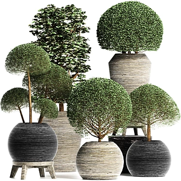 Exotic Houseplants Collection 3D model image 1 
