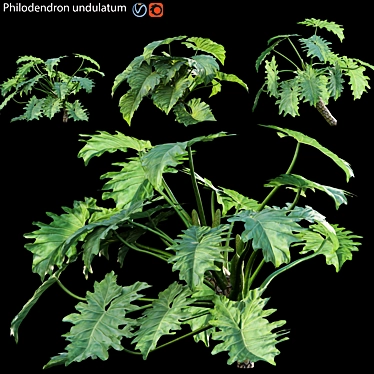 Lush Philodendron Plant 3D Model 3D model image 1 