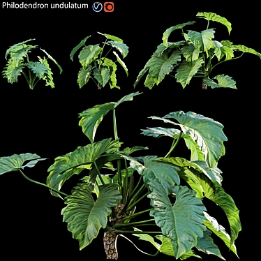 Tropical Archive: Philodendron Undulatum 3D model image 1 