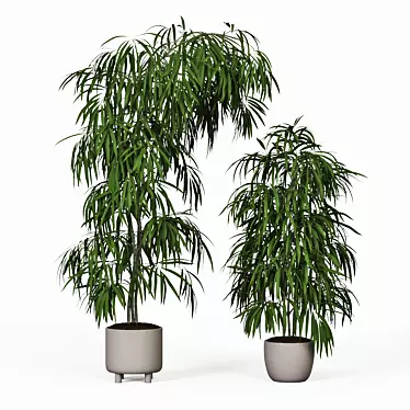 Tall Ficus Alii Duo in Planters 3D model image 1 