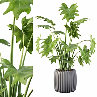 Stunning Philodendron Xanadu 1: 3D Model & Textures 3D model image 1 