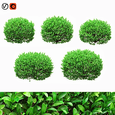 Boxwood Ball Bushes - Set of 5 3D model image 1 