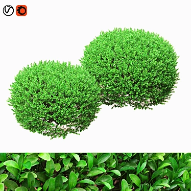 Large Boxwood Ball Bushes - Set of 2 3D model image 1 