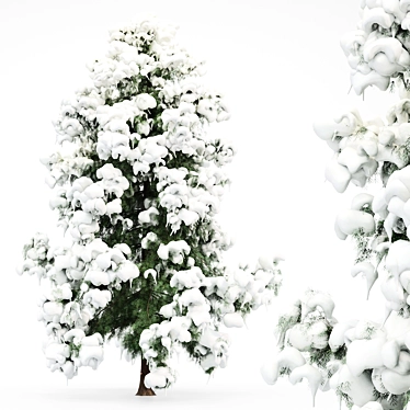 Frosty Beauty: Alaska Cedar Winter 3D model image 1 