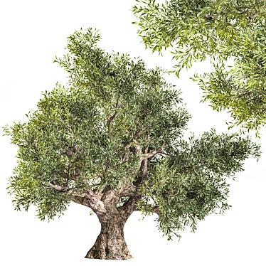  Elegant Olive Tree Sculpture 3D model image 1 