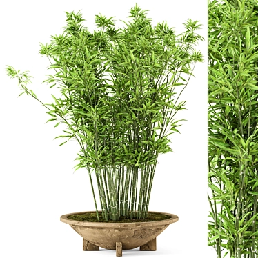 Rustic Bamboo Outdoor Plants - Set 56 3D model image 1 