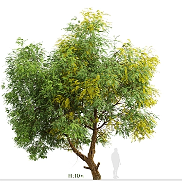 Fast-growing Chinese Elm Tree - Elegant and Versatile 3D model image 1 