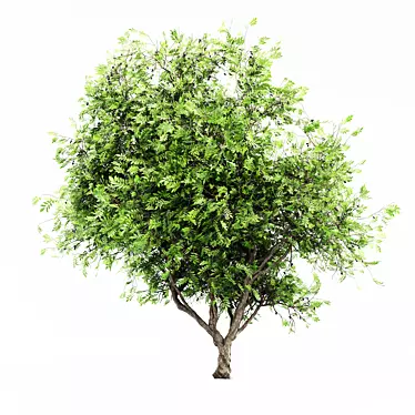 African Olive Tree: Stunning 3D Model 3D model image 1 