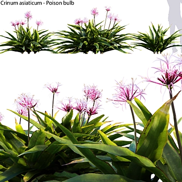 Crinum Asiaticum Poison Bulb 3D model image 1 