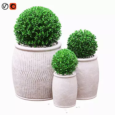 Green Boxwood Trio in Chic Ceramic Pots 3D model image 1 