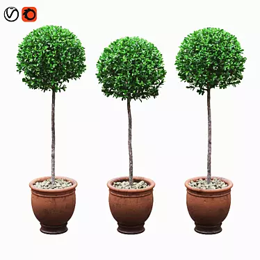 Round boxwood bushes on stem