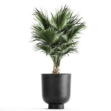 Tropical Palm Collection in Black Pots 3D model image 1 