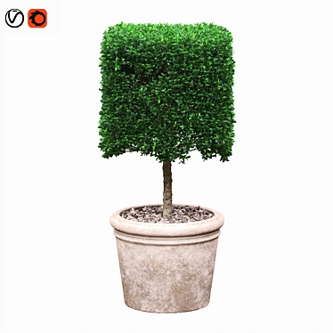 Square Boxwood Bush in White Pot | 565095 Polygons 3D model image 1 