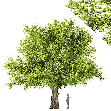 American Beech Tree - Beauty & Shade 3D model image 1 
