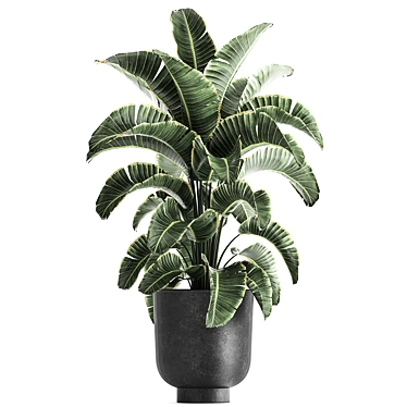 Tropical Plant Paradise: Exotic Banana Palm, Ravenala & Strelitzia 3D model image 1 