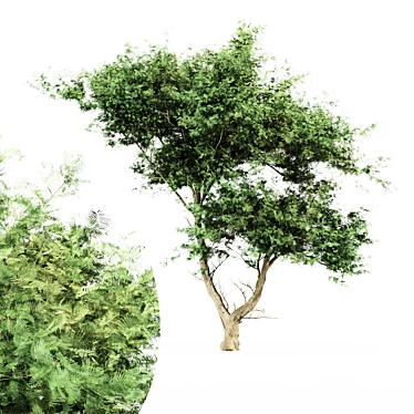 East African Acacia Tree - 3D Model 3D model image 1 