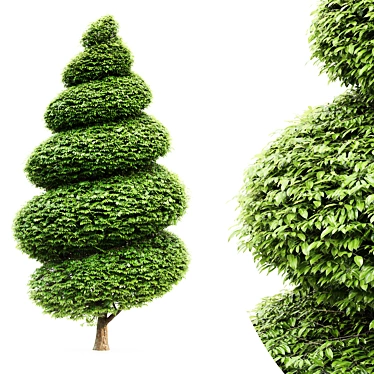 Burford Holly Spiral Topiary Tree: Stunning 3D Model 3D model image 1 