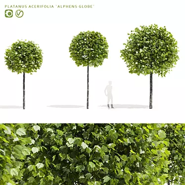 Alphens Globe Sycamore | Platanus acerifolia 3D model image 1 