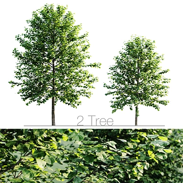 Tall and Leafy Tilia Platypyllos 3D model image 1 