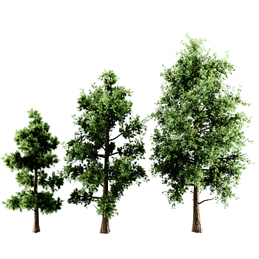 Versatile 3D Tree Pack: Multiple Heights & Textures 3D model image 1 