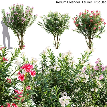 Nerium Oleander - Elegant Floral 3D Models 3D model image 1 