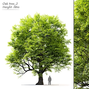 Majestic Oak Tree for Vray 3D model image 1 