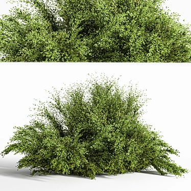 Versatile Bush_01: 2015 Preview, Vray/Corona, Centimeters 3D model image 1 