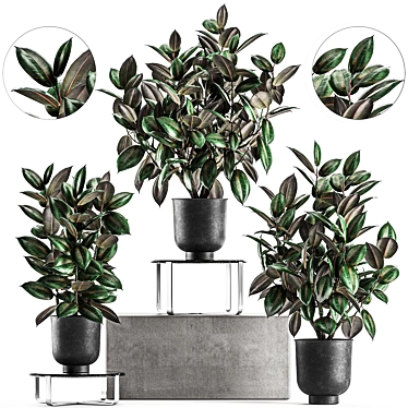 Exotic Ficus Plant Collection in Stylish Vig Planters 3D model image 1 