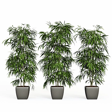 Elegant Trio of Ficus Alii 3D model image 1 