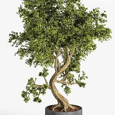 Breathtaking Bonsai: Plant_bonsai_01 3D model image 1 