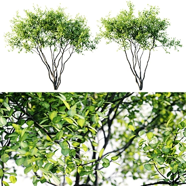 Amelanchier 4m: Superior Size and Form 3D model image 1 