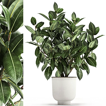 Exotic Plant Collection: Ficus Elastica & Rubbery in White Pots 3D model image 1 